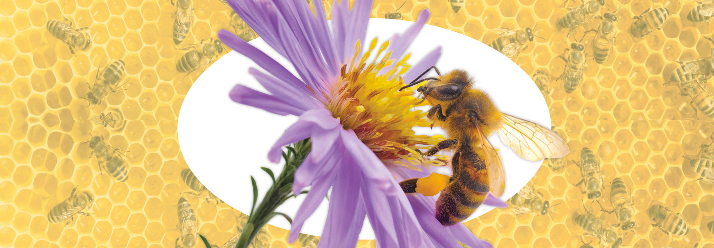 Image of a pee on a purple flower against a honeycomb backdrop