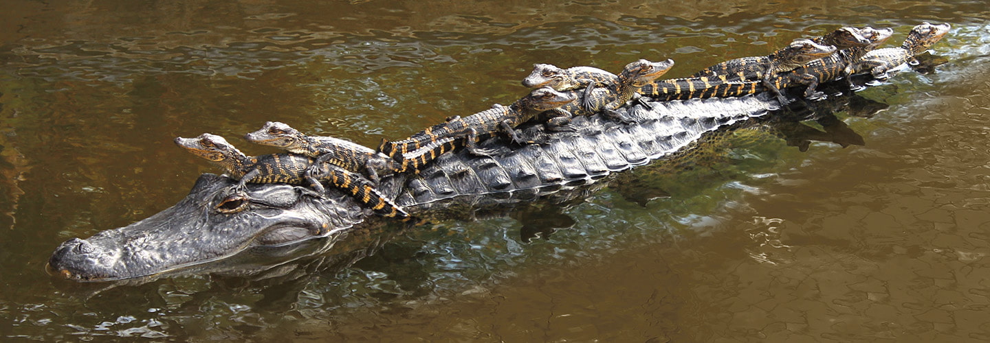 Photo of an adult crocodile with a large group of baby crocodiles on its back