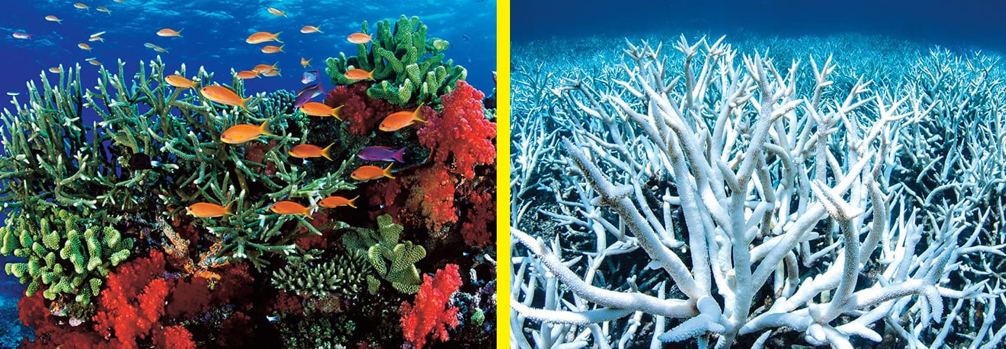 Left: fish swimming along a colorful reed. Right: white corals grouped in the water