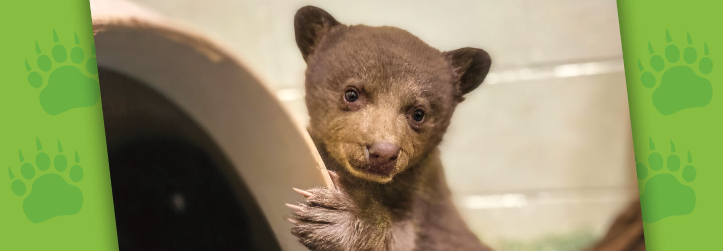 Image of baby cub